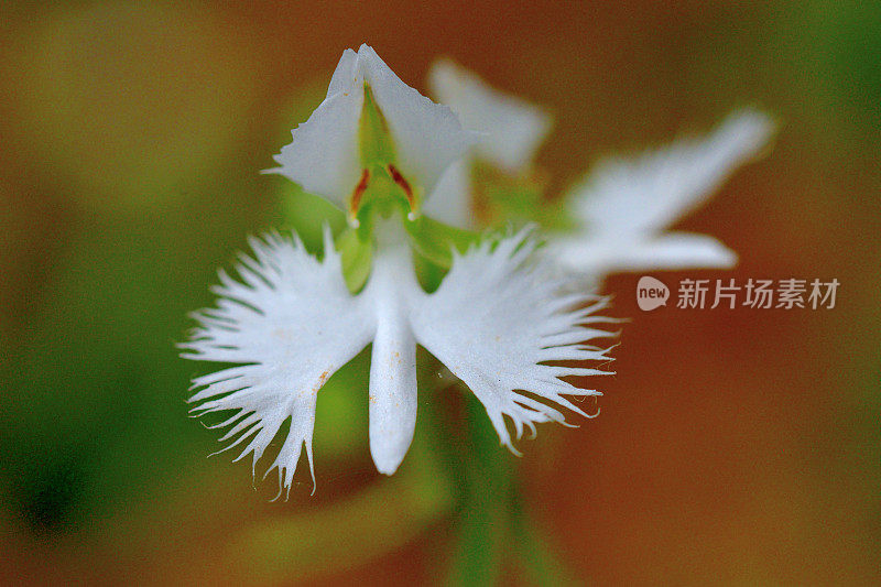 白鹭花/辐射果胶